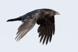 Raven in flight, wings down 2010 June 7th