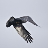 Flying away with leaf stuck to body