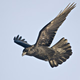 Raven in flight, both wings up, far wing blurred