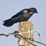 Another raven on a pole