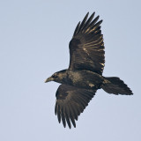 Raven in flight, banking