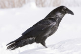 Raven standing in soft snow