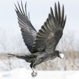 Raven in flight, view from side and rear, both wings up