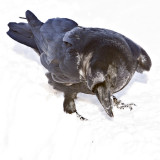 Raven digging in snow