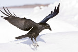 Raven landing, both wings half up