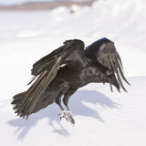 Raven landing, both wings bent and down