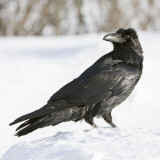Raven on snow, head turned