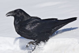 Raven walking in soft snow