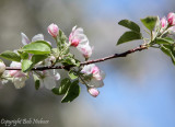 Apple Blossom - May 24, 2009