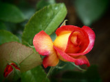 20100522_022