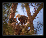Adult Feeding Young Eagle