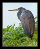 Tri-color Heron