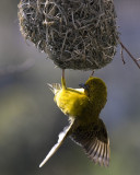 Masked Weaver