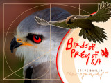 Eagles, Falcons, Hawks, Buzzards and Kites of Southern Africa