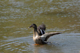 Duck, Lake Gladewater, 3-21-2009 (#1)