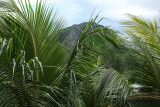 2 weeks on Mauritius island in march 2010 - 124MK3_7945_DxO WEB.jpg