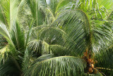 2 weeks on Mauritius island in march 2010 - 205MK3_8027_DxO WEB.jpg