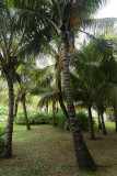 2 weeks on Mauritius island in march 2010 - 208MK3_8031_DxO WEB.jpg