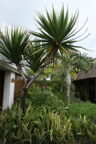 2 weeks on Mauritius island in march 2010 - 222MK3_8045_DxO WEB.jpg
