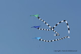 833 Cerfs volants  Berck sur Mer - MK3_8401_DxO WEB.jpg