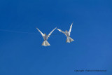 984 Cerfs volants  Berck sur Mer - MK3_8536_DxO WEB.jpg