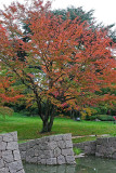 Promenade automnale dans le parc Albert Kahn