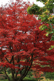 Promenade automnale dans le parc Albert Kahn