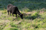 Pbase 930 Vacances 2007 … Quimiac MK3_5019_DXO.jpg