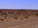 Wild Camels Flee