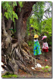Enchanted Forest