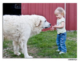 What Big Dog?