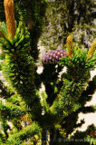 Bristlecone Pine Schulman Grove