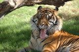 Tiger Yawn 1