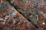 Lichens