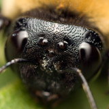 Bumblebee face 5683 (V70)