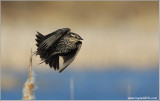 Female Red-winged Blackbird flight  re:edit