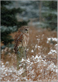 Barred Owl (re:edit)