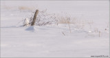 Snowy Owl at the fence 38
