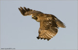 Red-tailed Hawk in Flight (re-edit)