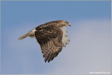 Red-tailed Hawk in Flight(re-edit)