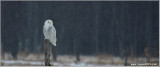 Snowy Owl 39