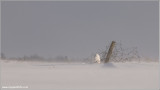 Snowy Owl Hiding from the Wind 40