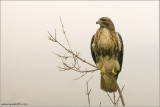 Red-tailed Hawk