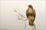 Red-tailed Hawk