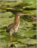 Green Heron 31