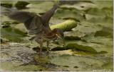 Green Heron... Missed! 32