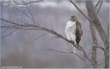 Red-tailed Hawk 222
