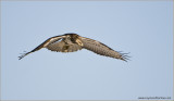 Red-tailed Hawk in Flight 226