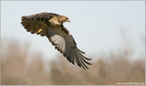 Red-tailed Hawk Lift Off 3