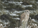 Barred Owl    Re-edit 5